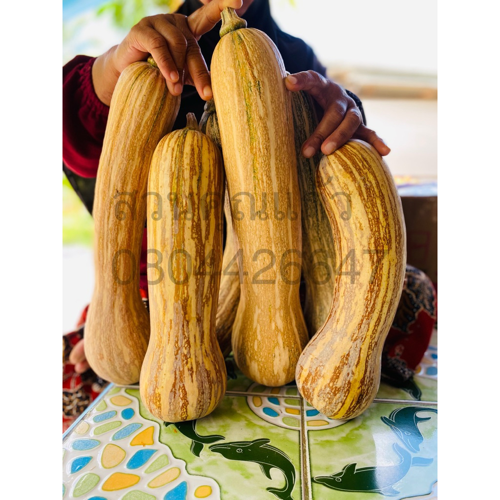 เมล็ดฟักทองเงือก2ใจ สายพันธุ์แท้ เมล็ดละ6บ.!!!