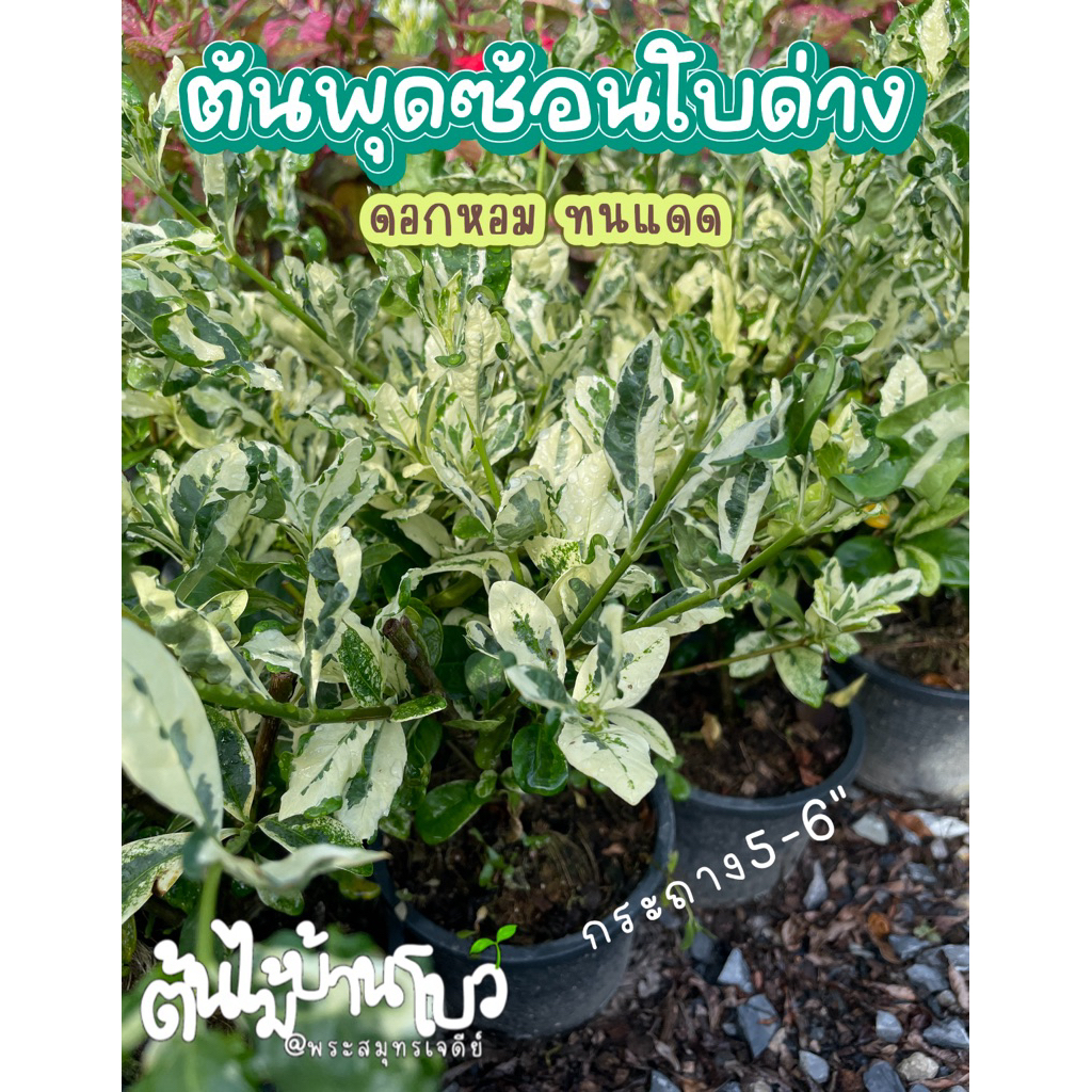 พุดซ้อนใบด่าง ใบด่างสวยๆ ปลูกเป็นแนวรั้วได้ ทนแดด พร้อมกระถาง 5-6"
