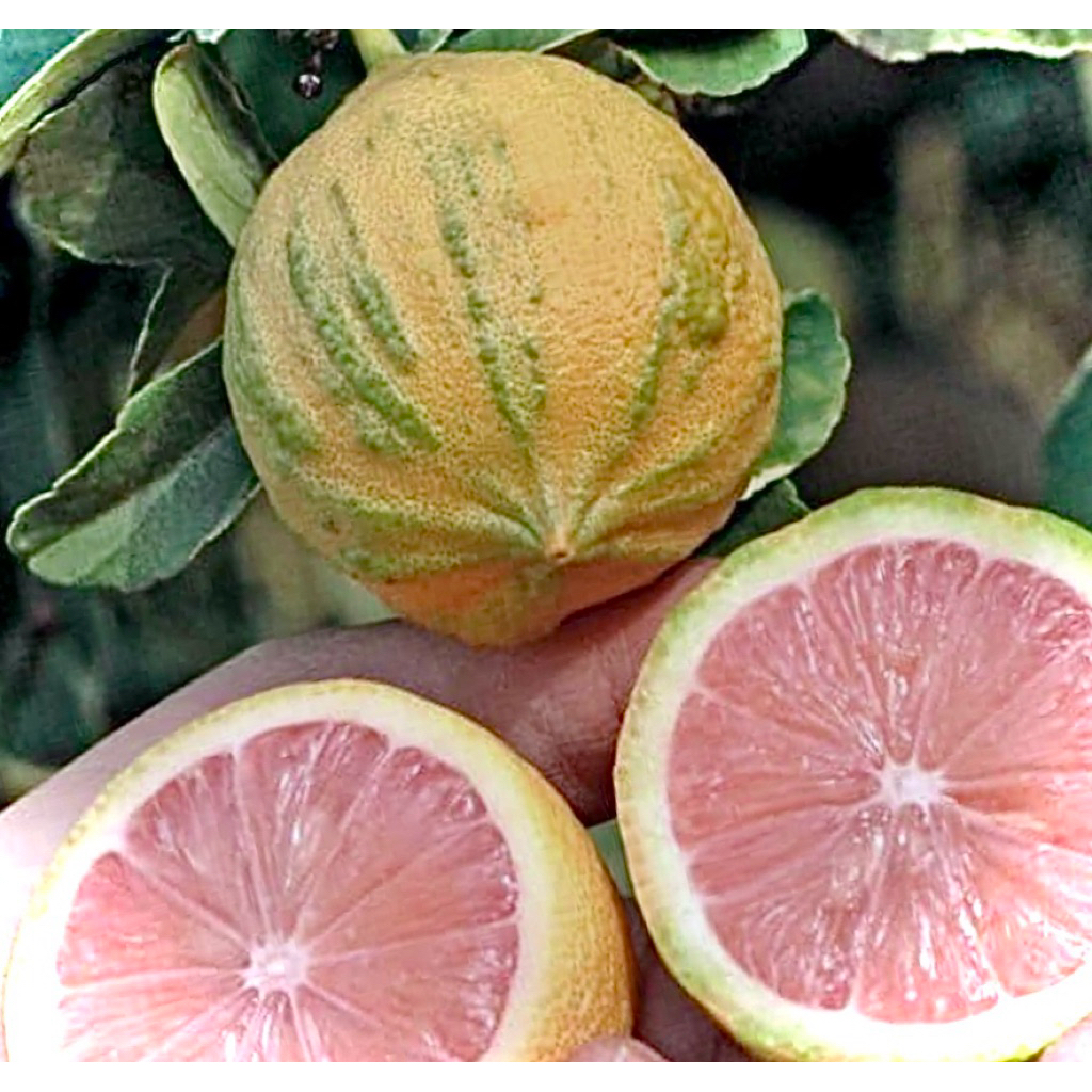 Lemon Eureka Pink Variegated / Pink Lemon มะนาวเลมอน สีชมพู ด่าง  เลมอนผลด่าง ใบด่าง เนื้อในสีชมพู ให้รสเปรี้ยว