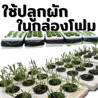 ถ้วยปลูก 5 นิ้ว กระถางปลูกสีดำขนาด 5 นิ้ว (**50ใบ**)