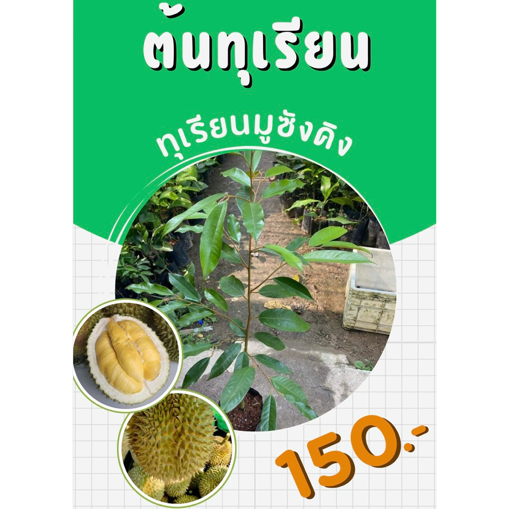 ต้นทุเรียนพันธุ์มูซังคิง(เสียบยอด)พันธุ์แท้จากเบตง🌱