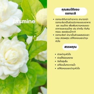 ผงดอกมะลิ (Jasmine Powder) บรรจุ 100 กรัม