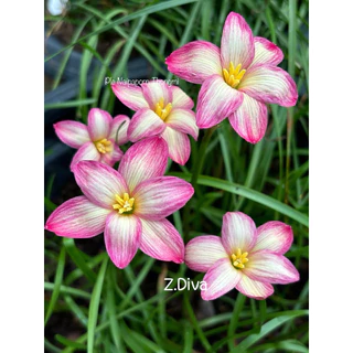 บัวดิน Z.Diva,ดิว่า 3หัว60บาท พันธุ์หัวเล็ก