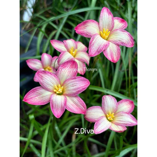 บัวดิน Z.Diva,ดิว่า 3หัว60บาท พันธุ์หัวเล็ก