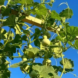 น้ำเต้าเซียนจิ๋ว🎯เมล็ดพันธุ์น้ำเต้าเซียนจิ๋ว 10เมล็ด🍀ปลูกง่าย🎈ผลดก☘️ทานได้👍ประดับตกแต่งเรียกโชคดีได้