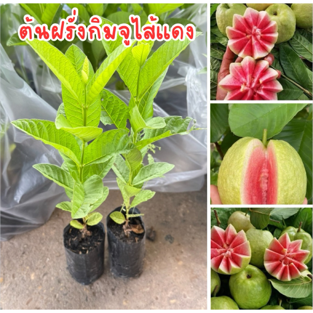 ต้นฝรั่งกิมจูไส้แดง ชุด4ต้น80บาท พร้อมส่ง
