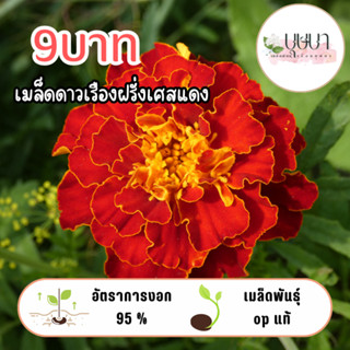 ดอกดาวเรืองฝรั่งเศสแดง 9บาท 50เมล็ด
