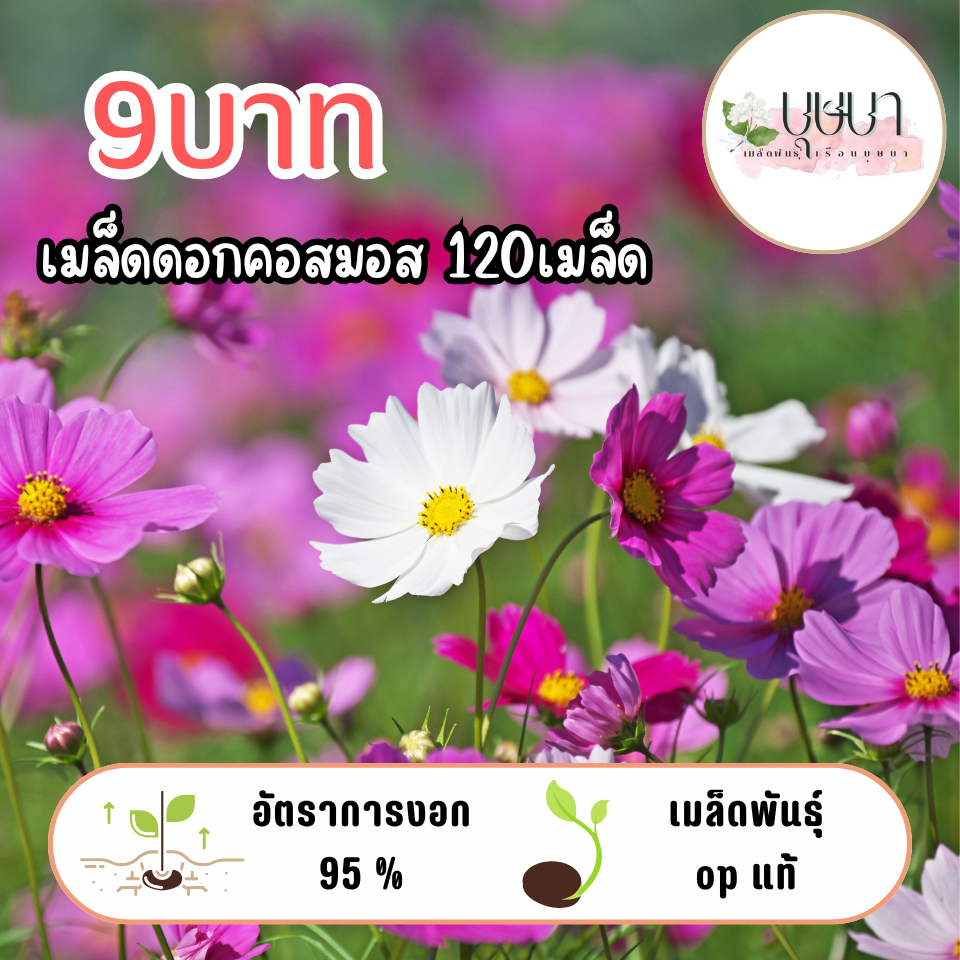 เมล็ดดอกคอสมอส 120เมล็ด