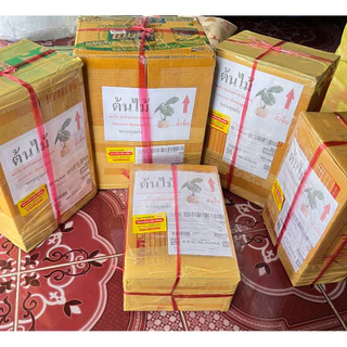 บอนกระดาด🔥 Hot🔥บอนกระดาษ ต้นบอนกระดาดด่าง Alocasia macrorrhizos (L.) G.Don