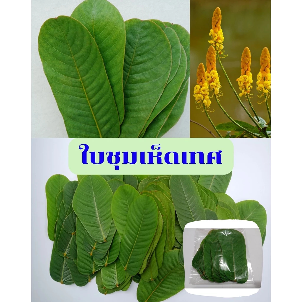 ใบชุมเห็ดเทศ ใบสด100ใบคัด🌿ฟรี20ใบ ใบตากแตกแห้ง 50 กรัม
