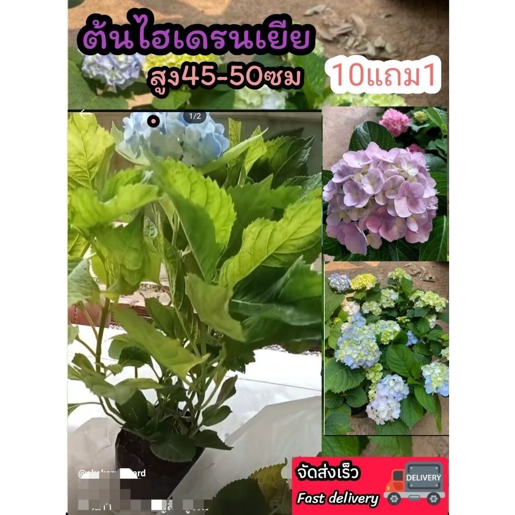 ต้นไฮเดรนเยียร์ ออกดอกทั้งปี สายพันธุ์สีฟ้าชมพูเหลืองในต้นเดียว ดอกไม้ แต่งบ้าน จัดสวน ดิน ปุ๋ย กระถาง ผัก ต้นไม้หายาก