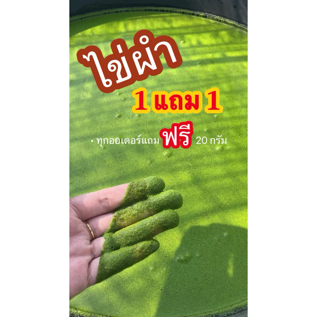 ไข่ผำสด จากฟาร์มเพาะเลี้ยง ขยายพันธุ์ได้ รับประทาน อาหารปลา ผักปลอดสารพิษ ผัก ปุ๋ย