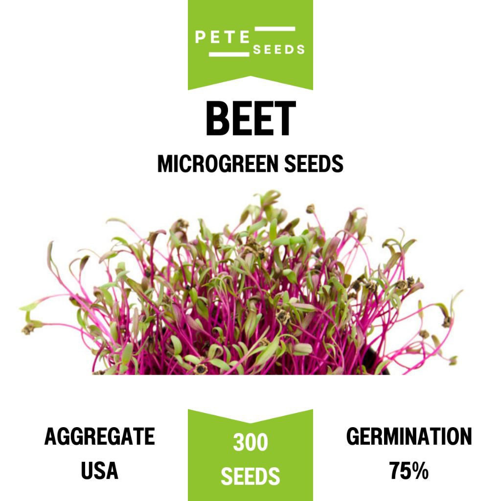 เมล็ดพันธุ์ ต้นอ่อน บีท (Beet) ไมโครกรีน Microgreens