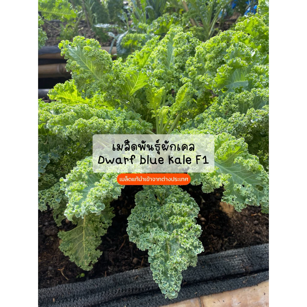 เมล็ดพันธุ์เคลใบหยิก Dwarf blue kale F1 อัตราการงอกของเมล็ด 95% เพาะง่าย ใบหยิกตรงปก สายพันธุ์ที่ปลูกในประเทศไทยได้จริง