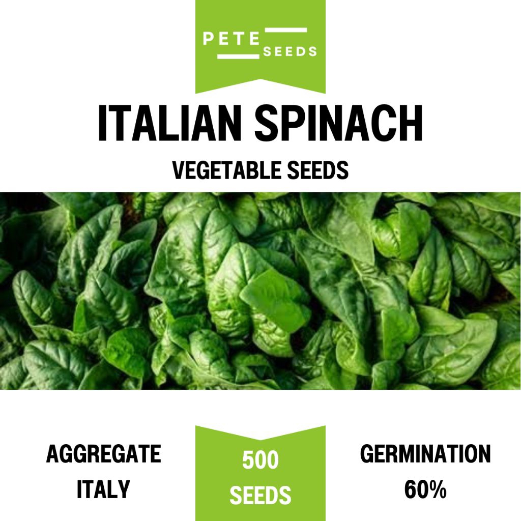 เมล็ดพันธุ์ ผักโขมอิตาลี  (Italian Spinach) ผักโขมป๊อปอาย