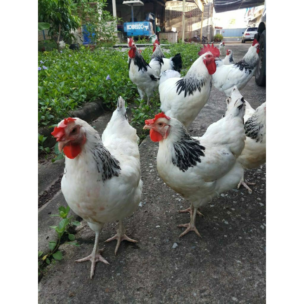 ไข่เชื้อลุ้น​เชื้อ​ไข่ไก่ไลท์​ชัชเชคไก่พันธุ์​ไข่พ่อพันธุ์​แม่พันธุ์​ตามภาพ