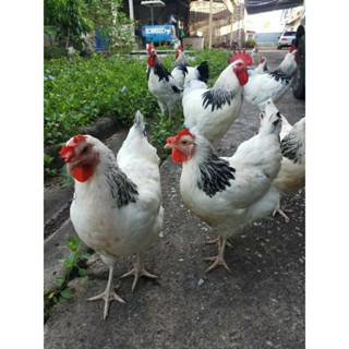 ไข่เชื้อลุ้น​เชื้อ​ไข่ไก่ไลท์​ชัชเชคไก่พันธุ์​ไข่พ่อพันธุ์​แ…