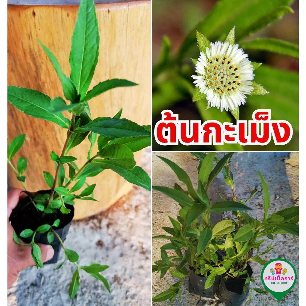 ต้นกะเม็ง ในถุงชำพร้อมส่ง พันธุ์ดอกขาวหรือกะเม็งตัวเมีย สารพัดสรรพคุณ