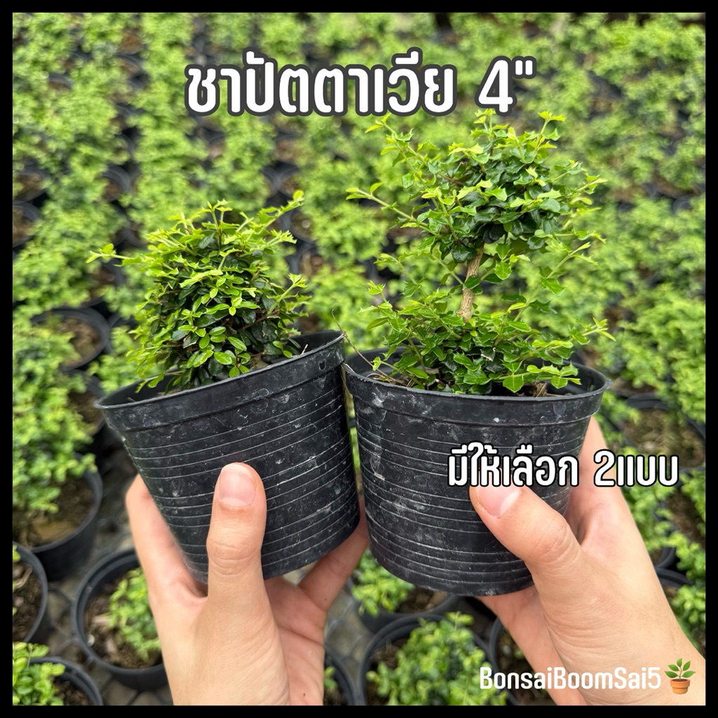 ชาปัตตาเวีย ชาดัด บอนไซ กระถาง4นิ้ว
