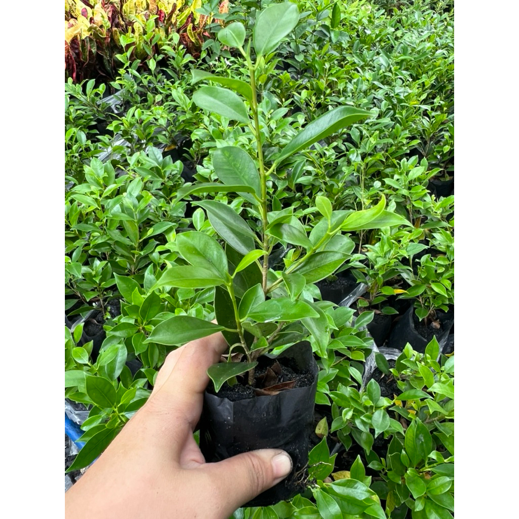 ต้นไทรเกาหลี ต้นละ 4 บาท ไทรเกาหลี สำหรับ 50 ต้น ขึ้นไป (สำหรับลูกค้าสั่ง 50 ต้นขึ้นไป)