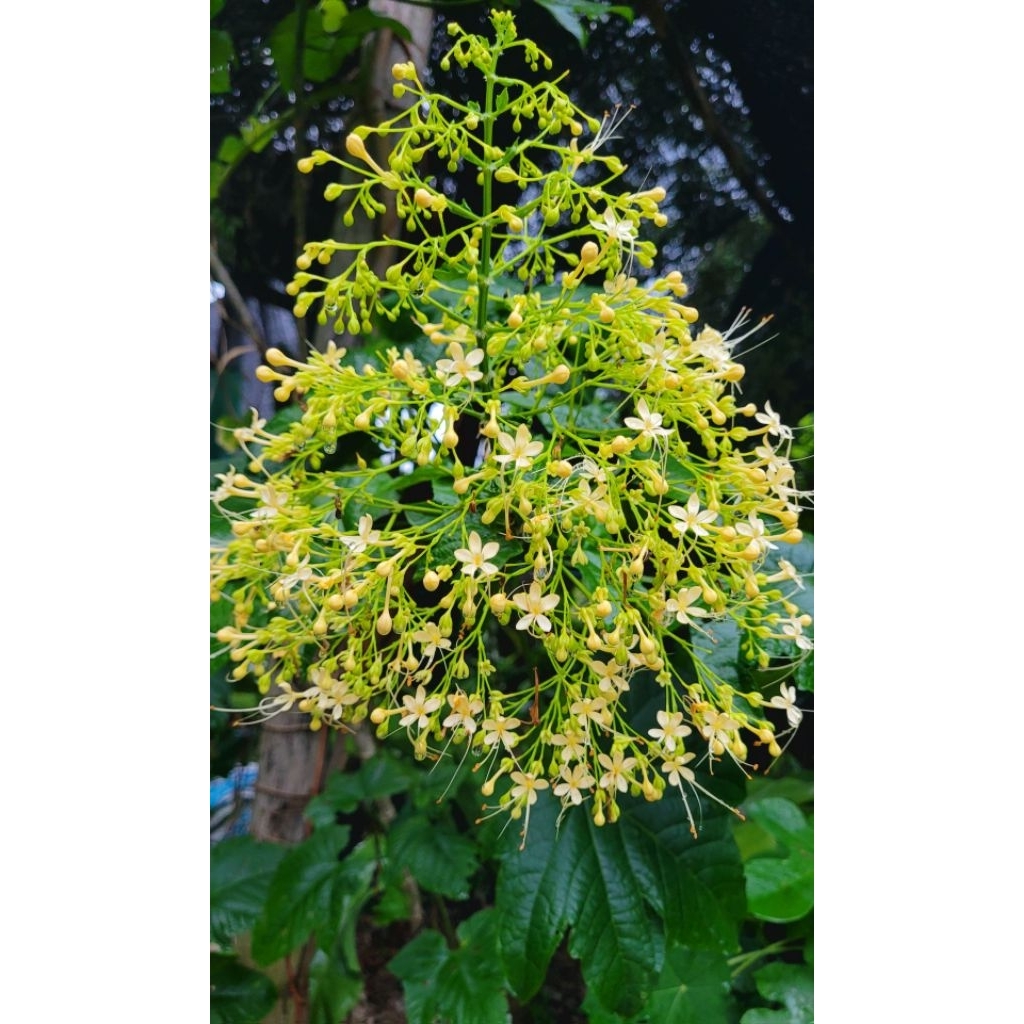 พนมสวรรค์ดอกเหลือง​  หายาก ดอกสวยปลูกง่ายค่ะ