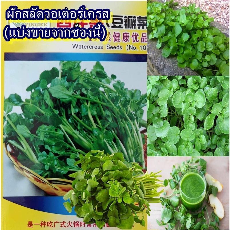 500+ เมล็ด เมล็ดผักสลัดวอเตอร์เครส (ต้นและใบสีเขียว ทานอร่อย เป็นผักที่มีมีคุณค่าทางอาหารสูง มีเส้นใย มีประโยชน์)