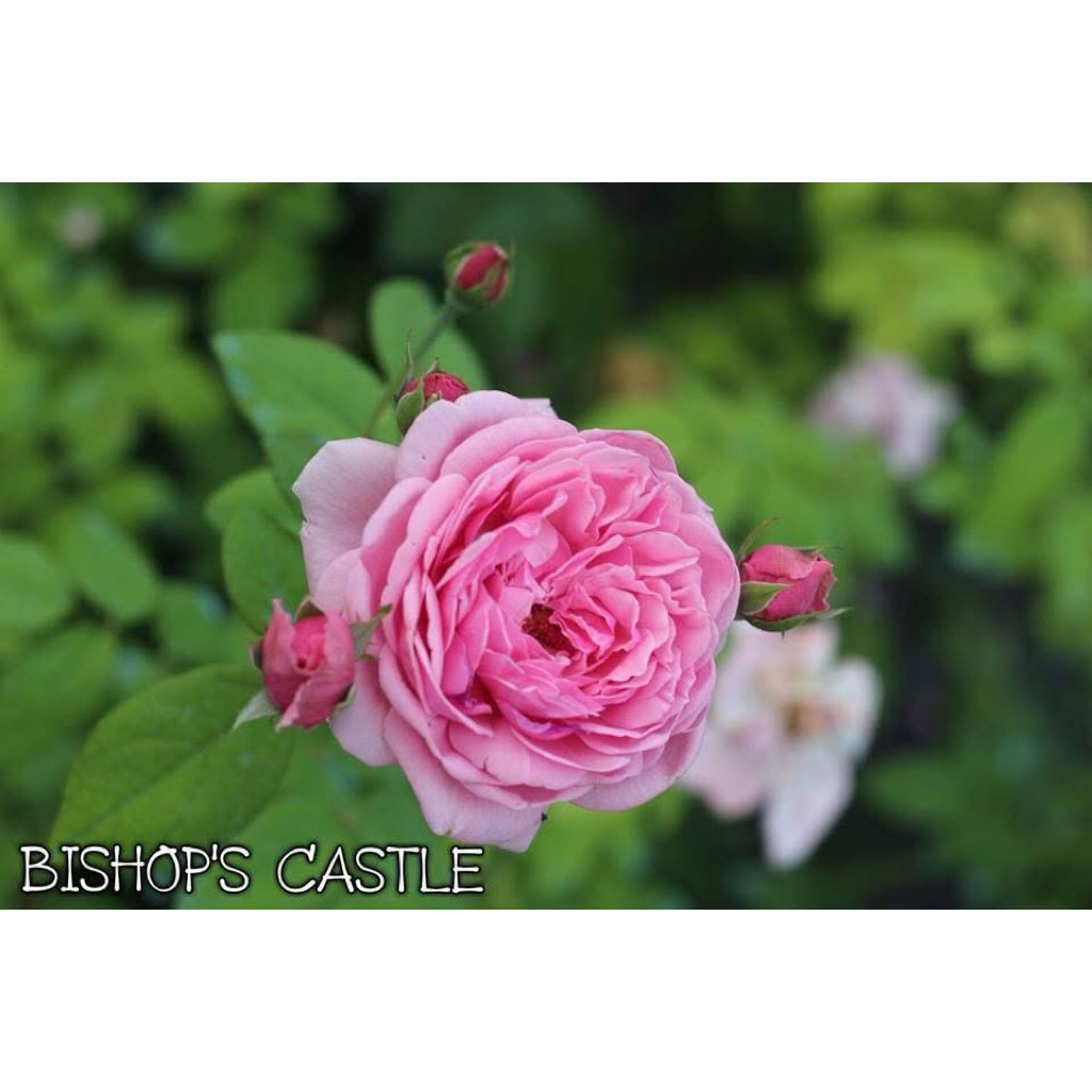 Bishop’s Castle อายุ 3 ปี กุหลาบพุ่มกึ่งเลื้อย กลิ่นหอมมาก❌ต้นไม้กรุณาสั่ง 1 ต้นต่อ 1 บิลคะ