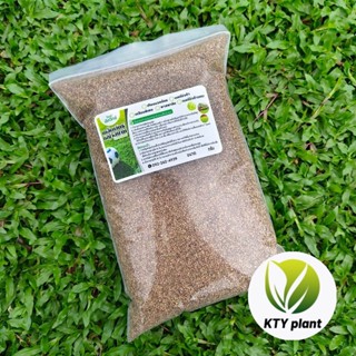 เมล็ดเทียบหญ้ามาเลเซีย 1 กิโลกรัม หญ้ามาเลเซียหญ้าสนาม