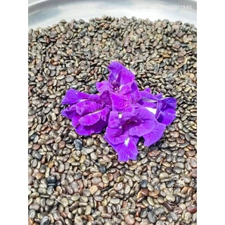 เมล็ดดอกอัญชันเทพพระรัตน์63กลีบซ้อน Butterfly pea flowers, Butterfly pea seedlings 蝴蝶豌豆花、蝴蝶豌豆苗