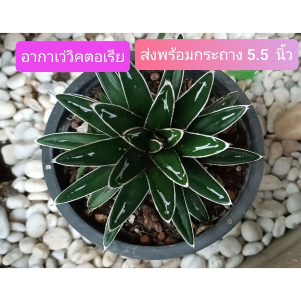 อากาเว่วิคตอเรียส่งทั้งกระถาง5.5นิ้ว