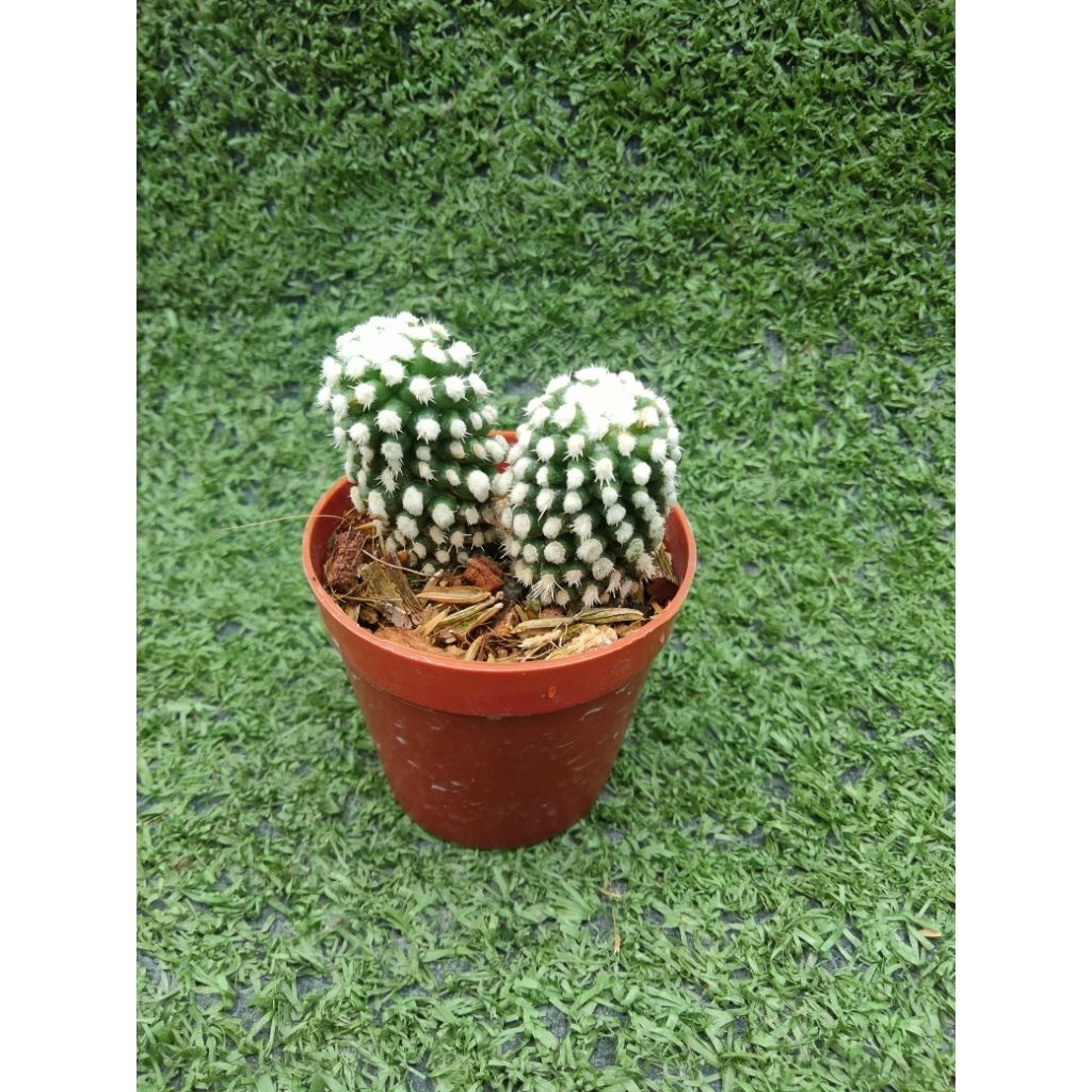 แมมโอรุกะ (ต้นคู่ฟอร์มกอ)[ Mammilaria Gracilis Oruga ] ในกระถาง1นิ้วครึ่ง