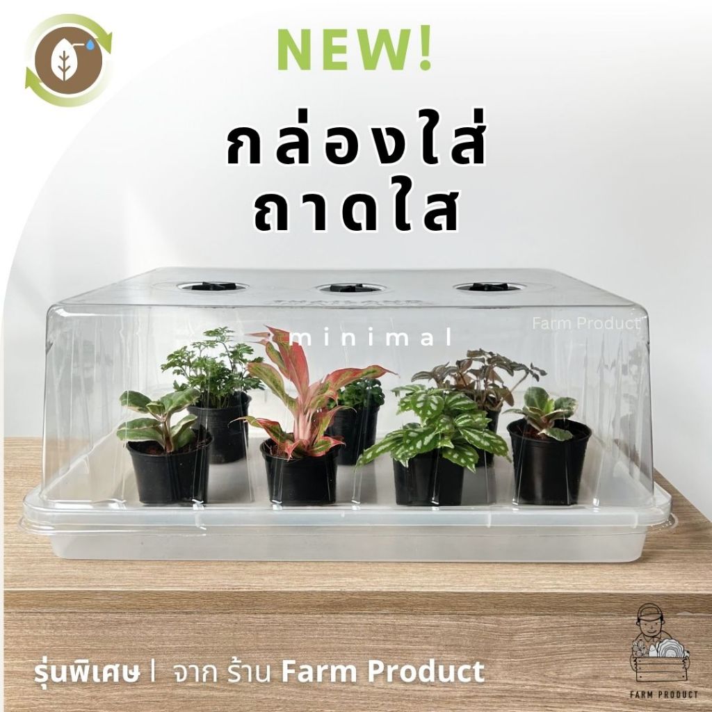 กล่องเพาะกล้า ฝาถาดไดโซะใส รุ่นพิเศษ | ชำกิ่ง เพาะเมล็ด | ฝาใส ถาดใส มาใหม่ ส่งไว