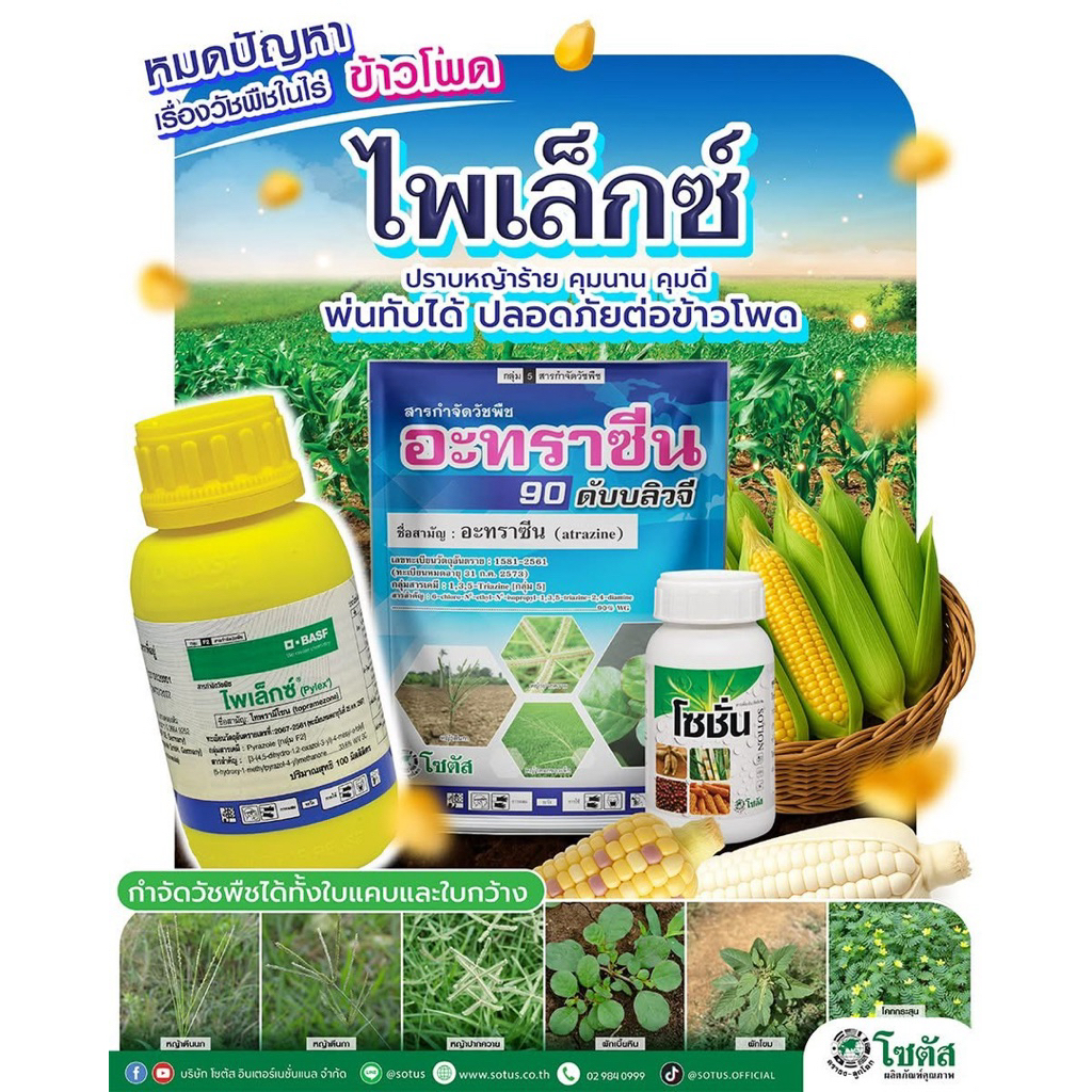 ไพเล็กซ์ ✨ โซตัส ✨ ขนาดบรรจุ 1 ชุด กำจัดหญ้าในไร่ข้าวโพด ใช้ได้ 6ไร่ |อาทราซีน 1 กก.|