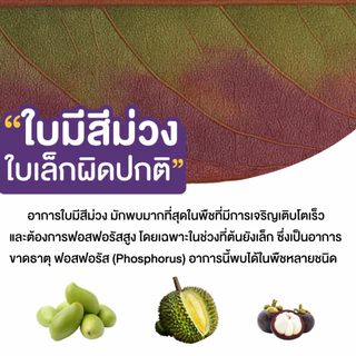 Bionic ไบโอนิค 9 (สารเร่ง 9)* จุลินทรีย์ละลายฟอสฟอรัส ปรับดินกรด ดินเปรี้ยว พืชโตไว แข็งแรง