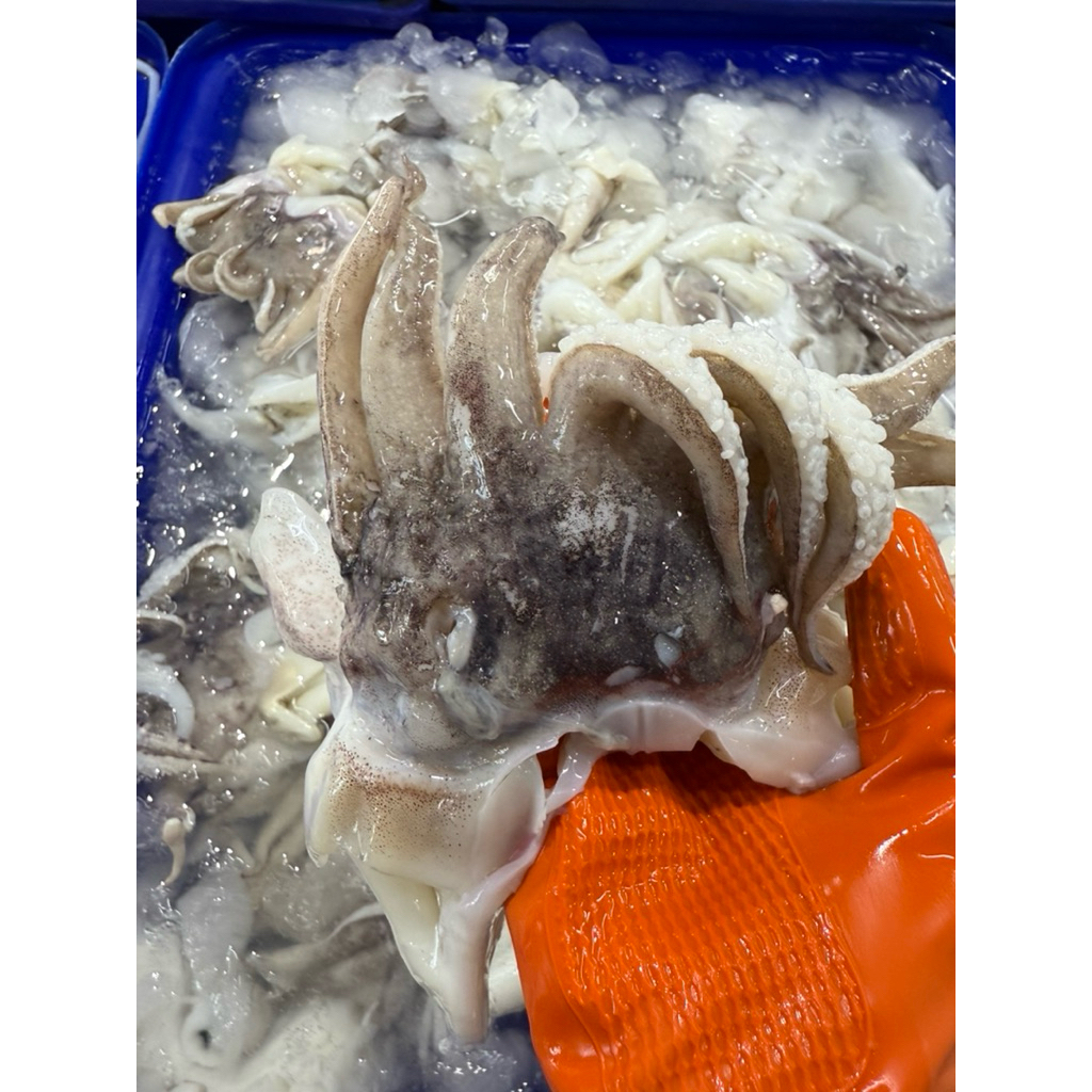 หนวดหมึกกะดองยักษ์ 1 กิโลกรัม สดใหม่ ของตรงปก
