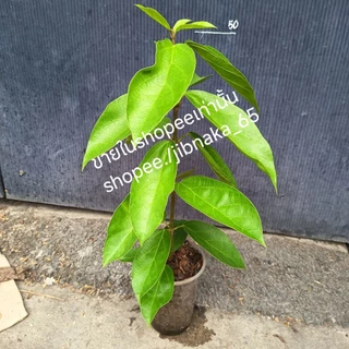 ุต้นเยลลี่ (cincau) กิ่งชำ ต้นทรงพุ่ม (9ส.ค.2569)พร้อมส่ง สอบถามได้ครับ