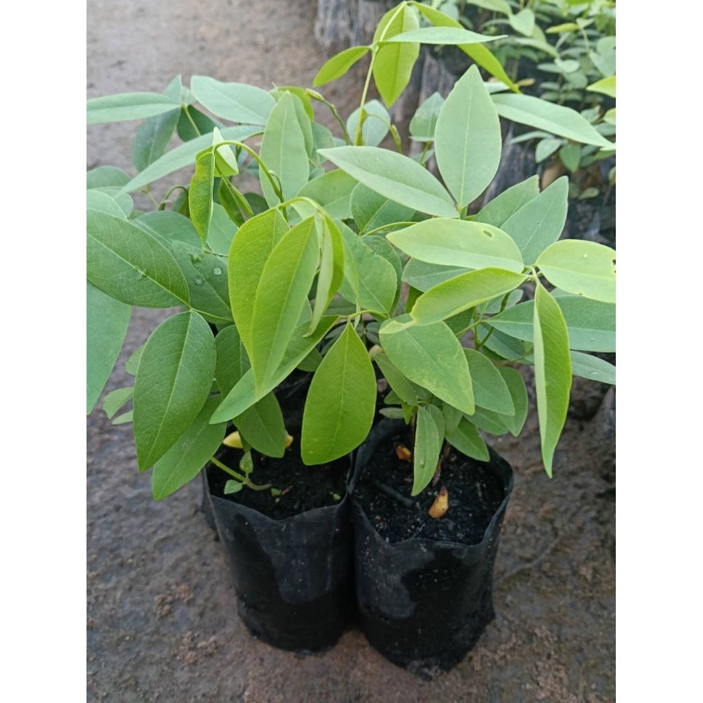 ต้นดอกคูณสีเหลือง (Cassia fistula)