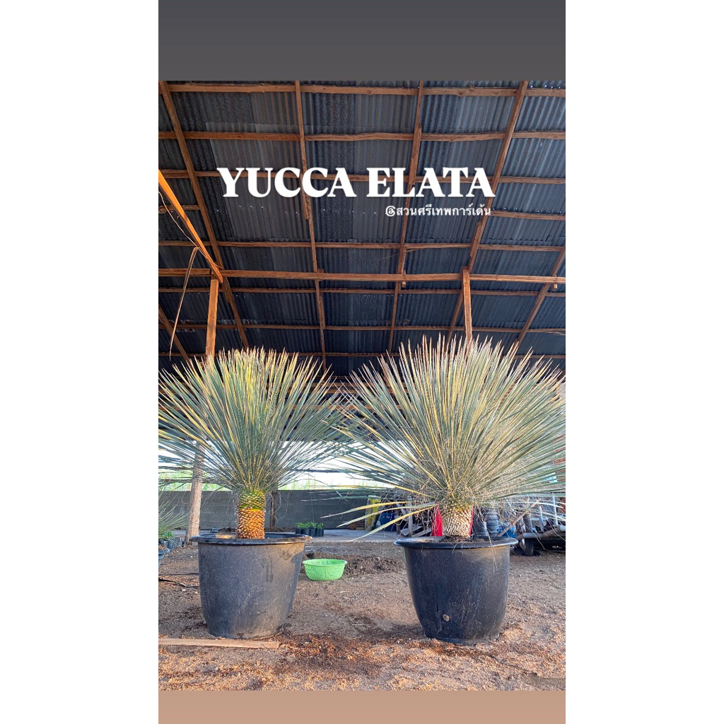 Yucca elata ยุคค่าอีลาต้า(size100-120cm)ไซต์ใหญ่