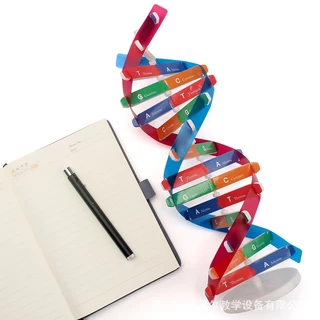 Ladybug โมเดล DNA ของเล่นวิทยาศาสตร์ เพื่อการเรียนรู้ สําหรับเด็ก Double Helix Human Genes DNA