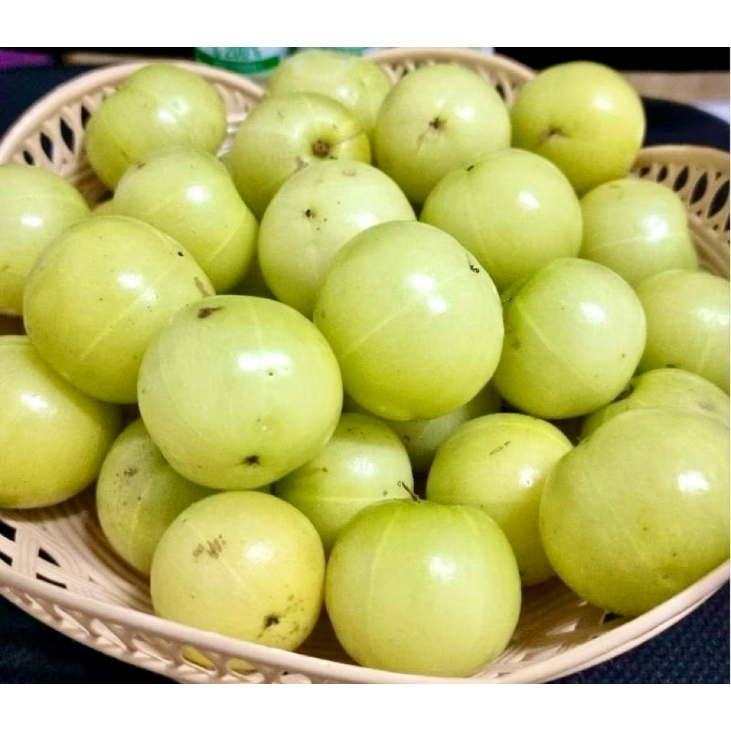 ต้นมะขามป้อมยักษ์ ทาบกิ่ง (สูง 100-120cm) ผลใหญ่ ติดผลดกมาก ทนแล้ง รากแน่น พร้อมปลูก - รูปที่ 4