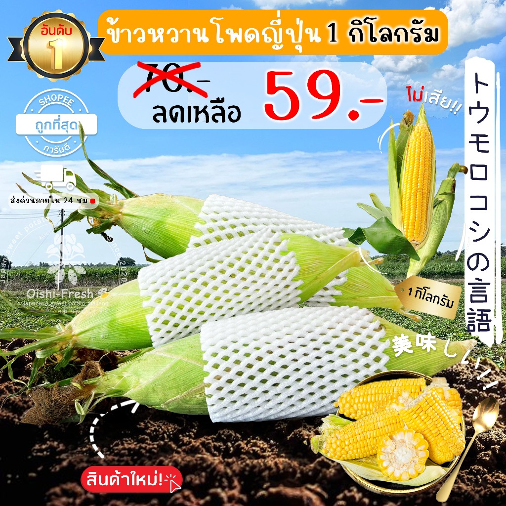 🛒Oishi-Fresh🌽ข้าวโพดหวาน ปลอดสารพิษ 1 กก. รสชาติกรอบ สด ใหม่ ใยอาหารสูง หวานออร์แกนิค เคลมได้ 1-2 วัน