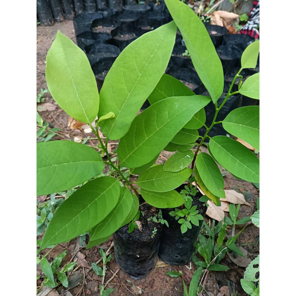 ต้นน้อยหน่าหนัง (Sugar Apple หรือ Custard Apple)
