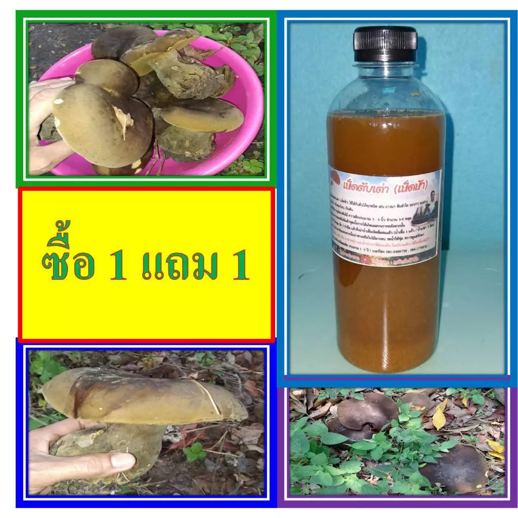 เชื้้อเห็ดตับเต่า ซื้อ 1 แถม 1 ขวด ขนาด 500 มล. เชื้อเห็ดเข้มข้นทุกขวด