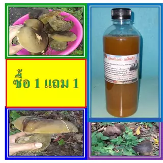 เชื้้อเห็ดตับเต่า ซื้อ 1 แถม 1 ขวด ขนาด 500 มล. เชื้อเห็ดเข้มข้นทุกขวด
