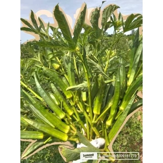 เมล็ดพันธุ์กระเจี๊ยบเขียวสายพันธุ์ญี่ปุ่น 200 เมล็ด 49 บาท