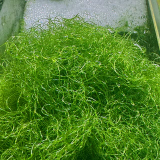 Chaetomorpha Macroalgae สาหร่ายคีโตมอร์ฟา สำหรับ Refugium | ช่วยดูดใช้ NO3 PO4 | เพิ่มพื้นที่อาศัย Copepods | ตู้ทะเล Re