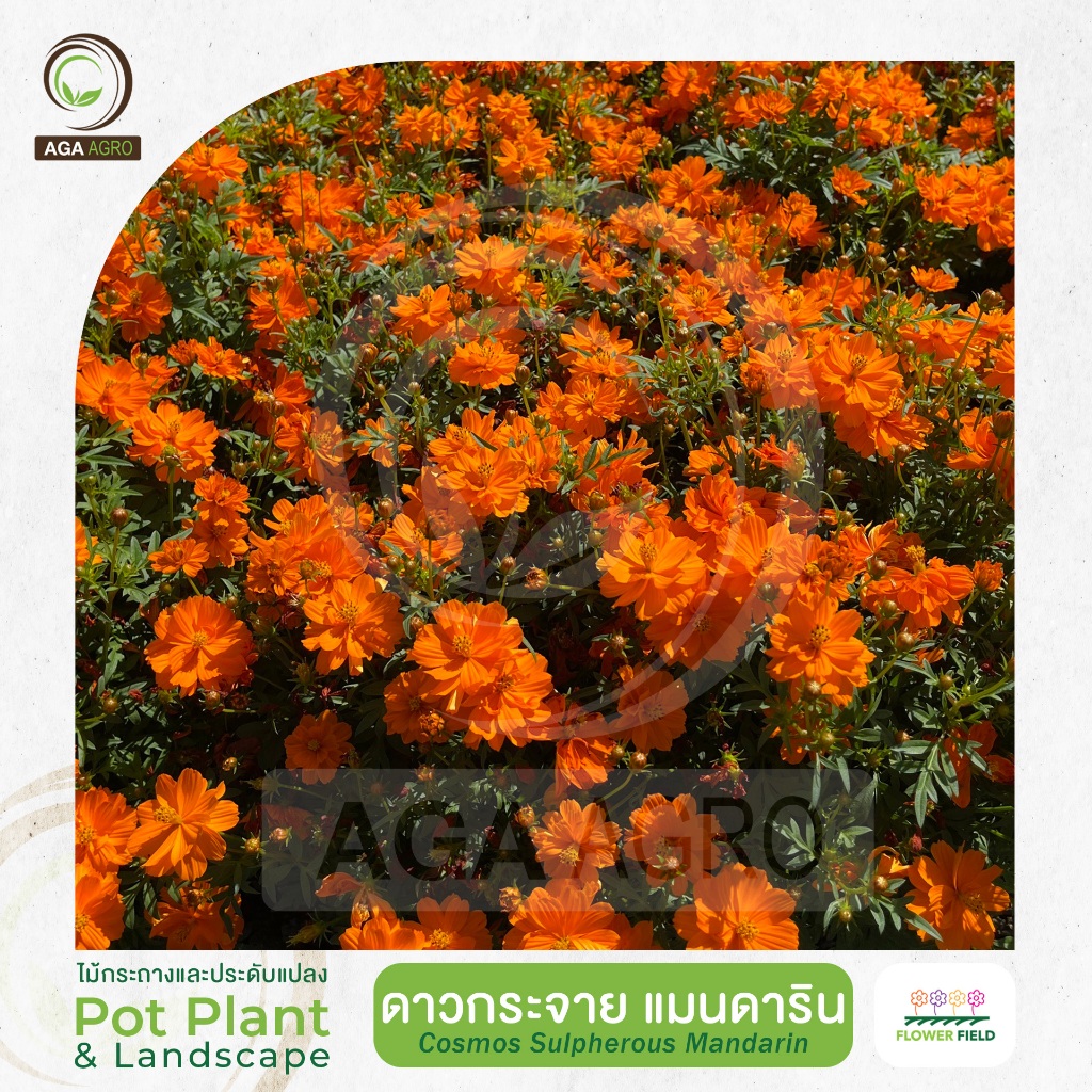 AGA AGRO I "ดาวกระจาย แมนดาริน"พันธุ์ใหม่!สีส้ม ดอกกึ่งซ้อน ต้นเตี้ย-นิมยมปลูกเป็นทุ่งดอกไม้-100เมล็ด -Cosmos Mandarin