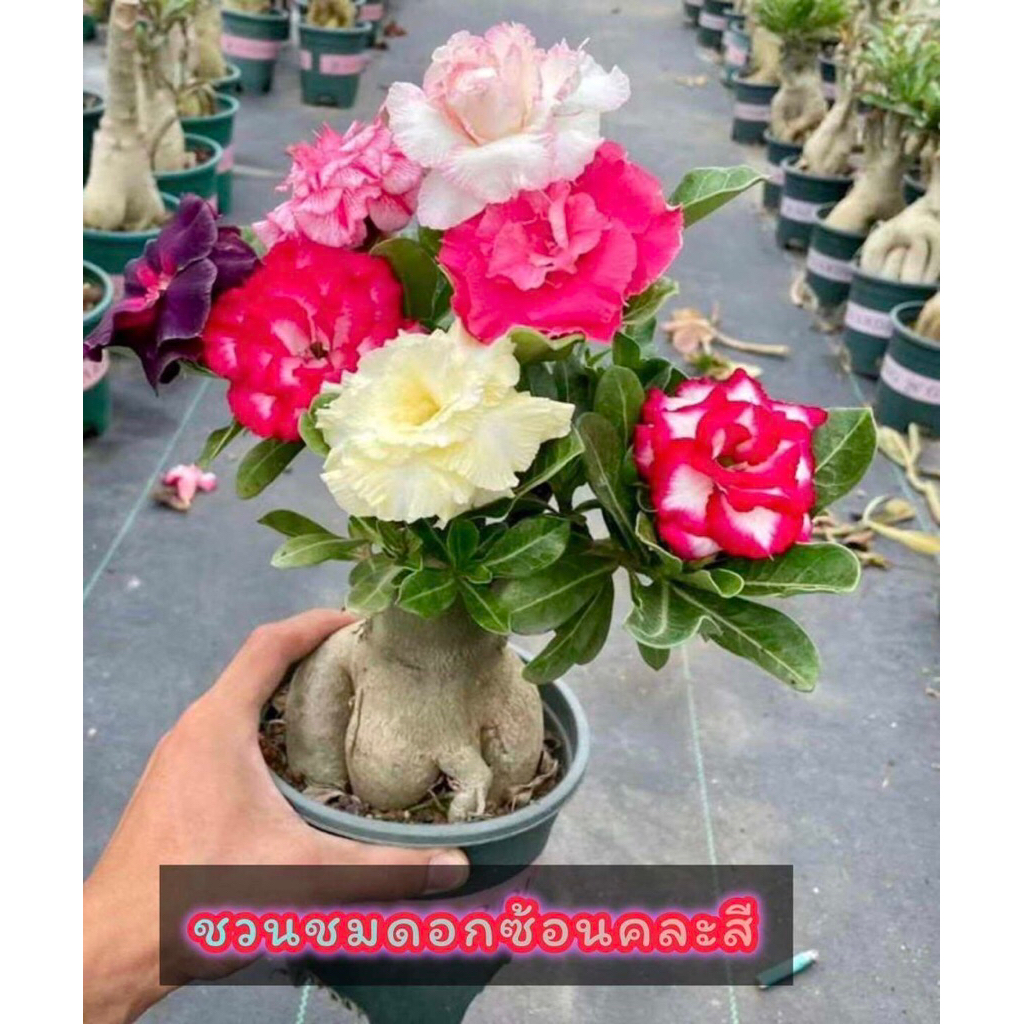 3สี💥 ชวนชม##news💥💥แบบคละสีแฟนซีเสียบยอด3สี++ส่งแบบถอดกระถาง✅ ต้นสวย แข็งแรง ความสูงประมาณ 30-40 ซม.