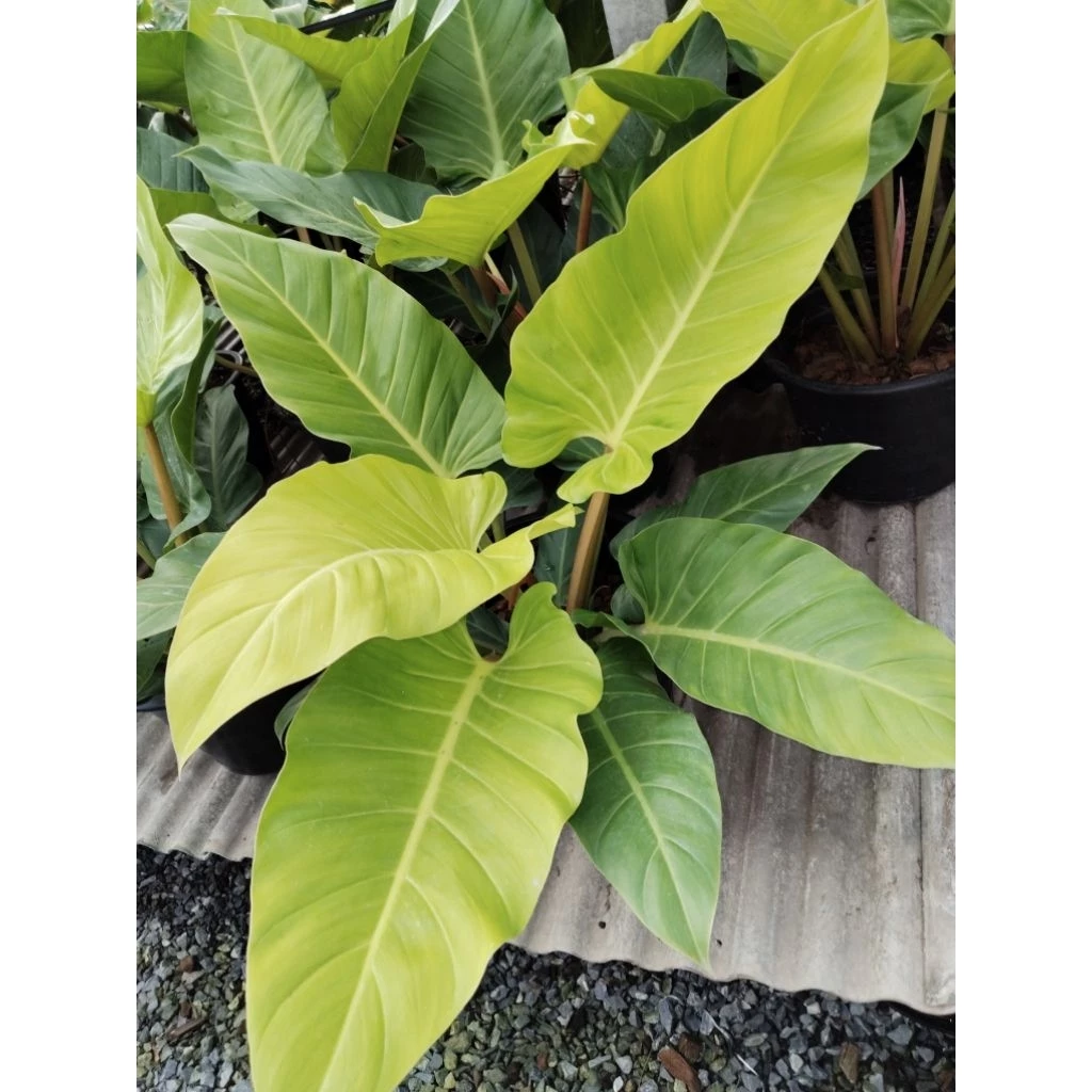 เศรษฐีรวยทรัพย์ สีทอง Philodendron sp. Ruaysap Philodendron sp. 'Setthimisap Philodendron melinonii ghost