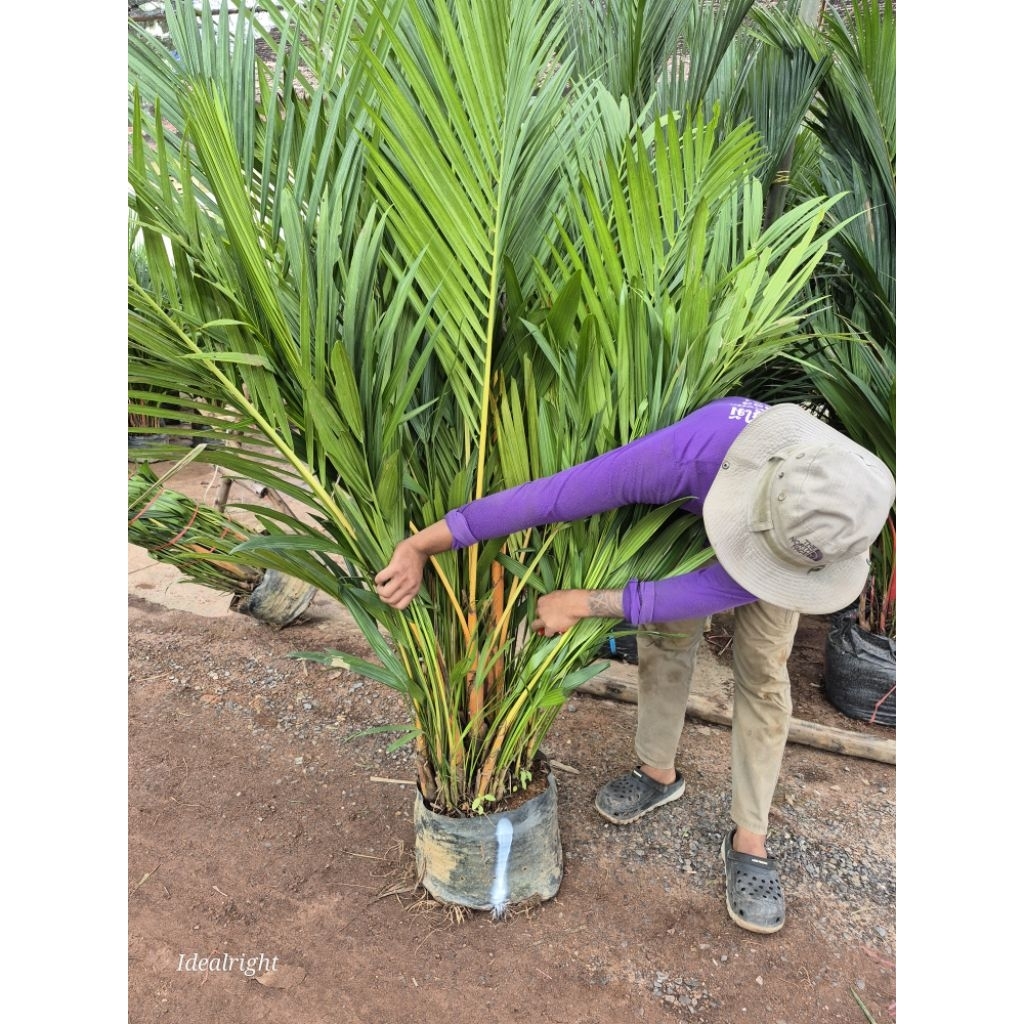 ต้นหมากสีทอง orange crownshaft palm สวยงามสูง1.6 เมตรขึ้นไป เห็นแล้วสวยจับใจ อยากได้มาครอง